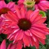 Echinacea 'Sunseekers Watermelon'