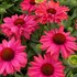 Echinacea 'Sunseekers Watermelon'