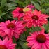 Echinacea 'Sunseekers Watermelon'
