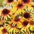 ECHINACEA SUNSEEKERS TEQUILA SUNRISE® PPAF