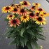 ECHINACEA SUNSEEKERS TEQUILA SUNRISE® PPAF