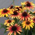 ECHINACEA SUNSEEKERS TEQUILA SUNRISE® PPAF