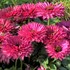 Echinacea 'Sunseekers Sweet Fuchsia'