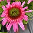 Echinacea SUNDIAL™ ‘Pink’