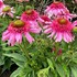 Echinacea SUNDIAL™ ‘Pink’