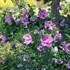 Dark Lavender Chiffon Hibiscus syriacus