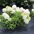 Fire Light Tidbit Panicle Hydrangea Hydrangea paniculata
