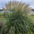 Miscanthus 'Encore' PP29070