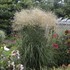 Miscanthus 'Encore' PP29070