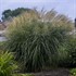 Miscanthus 'Encore' PP29070