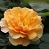 RISE UP AMBERNESS™ Climbing Rose