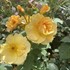 RISE UP AMBERNESS™ Climbing Rose
