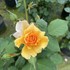 RISE UP AMBERNESS™ Climbing Rose
