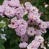 RISE UP LILAC DAYS Climbing Rose