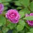 RISE UP LILAC DAYS Climbing Rose