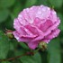 RISE UP LILAC DAYS Climbing Rose