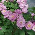 RISE UP LILAC DAYS Climbing Rose