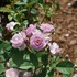 RISE UP LILAC DAYS Climbing Rose
