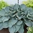 Hosta 'Above the Clouds' SHADOWLAND® Collection