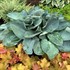 Hosta 'Above the Clouds' SHADOWLAND® Collection