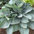 Hosta 'Above the Clouds' SHADOWLAND® Collection