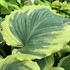 Hosta 'Drop-dead Gorgeous' 