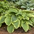 Hosta 'Drop-dead Gorgeous' 