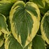 Hosta 'Drop-dead Gorgeous' 