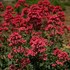 Ruber Jupiter's Beard, Red Valerian
