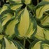 Hosta 'Happy Dayz'