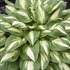 Hosta 'Miss America' 
