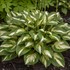 Hosta 'Miss America' 