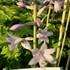Hosta 'Miss America' 