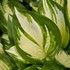 Hosta 'Miss America' 