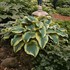 Hosta 'Montana Aureomarginata'