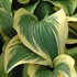 Hosta 'Montana Aureomarginata'