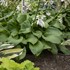 Hosta 'Royal Crest' 