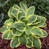 Hosta 'Royal Wedding' 