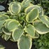 Hosta 'Royal Wedding' 