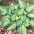 Hosta 'Sister Act' 