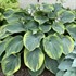 Hosta 'Terms of Endearment'