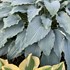 Hosta 'Wind beneath My Wings' 