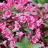 SNIPPET® Dark Pink - Reblooming Weigela