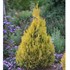 FLUFFY® Arborvitae - Western  Thuja plicata 