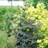 LACED UP® Elderberry Sambucus