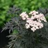 LACED UP® Elderberry Sambucus