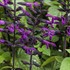 Rockin'® Deep Purple Salvia hybrid