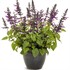 Rockin'® Deep Purple Salvia hybrid