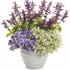 Rockin'® Deep Purple Salvia hybrid