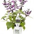 Rockin'® Deep Purple Salvia hybrid